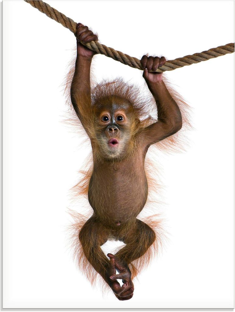 ARTland Glasbild Baby Orang Utan hängt an Seil II Größe: 45x60 cm