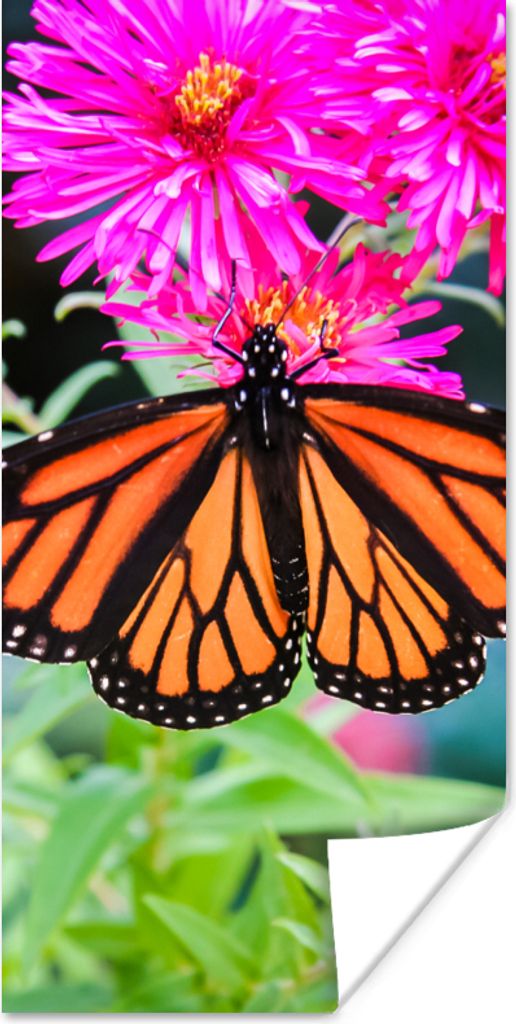 MuchoWow Poster Schmetterling - Botanisch - Blume 20x40 cm - Plakat - Foto
