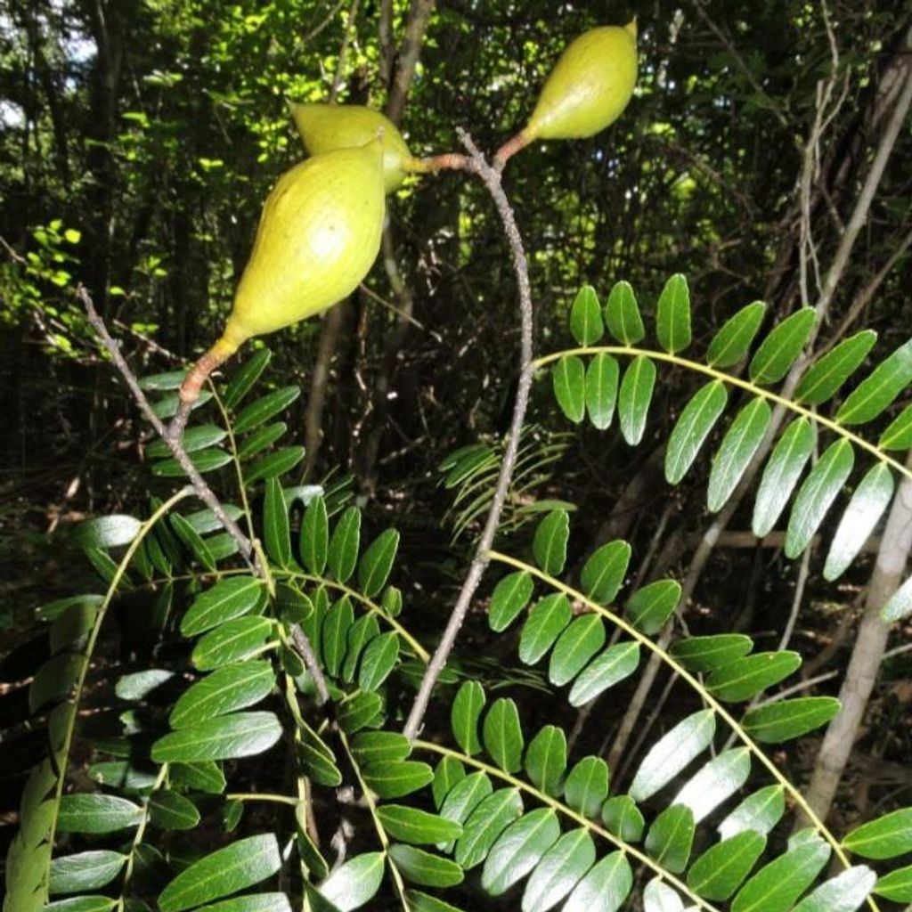 Anakaraka (Dupuya madagascariensis) - 3 Samen