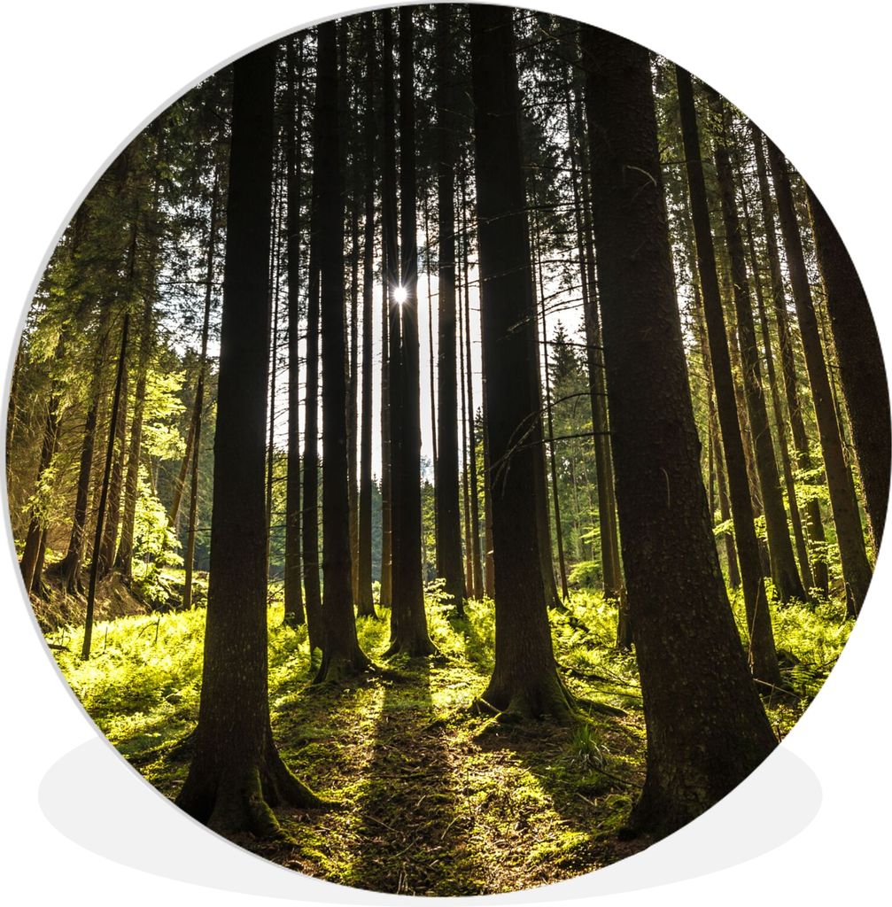 MuchoWow Rundes Wandbild - Runde Bilder Baum - Natur - Sonne - Wald Ø 60 cm Kreis Wanddekoration Kunststoff - Wandkreis - Wandschmuck - Wand Kre...