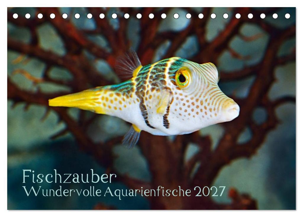 Fischzauber - Wundervolle Aquarienfische (Tischkalender 2027 DIN A5 quer), CALVENDO Monatskalender