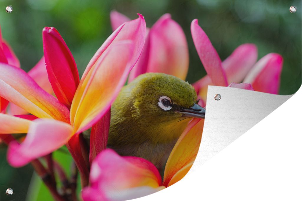 MuchoWow 90x60 cm Outdoor-Poster Gartendeko Sichtschutz Garten Poster für den Garten Tropischer Vogel zwischen Blumen