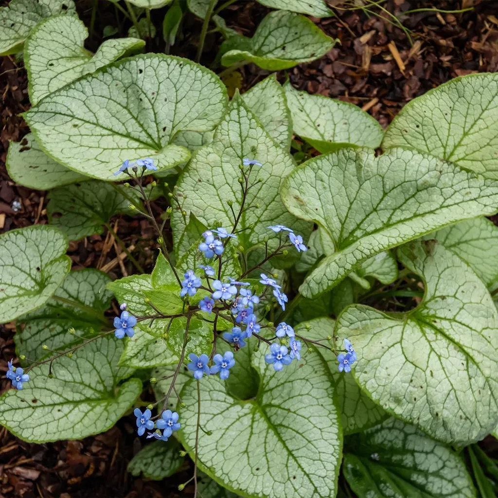 Brunnera Macrophylla Myosotis à Floraison Abondante - Lot de 6 Vivaces