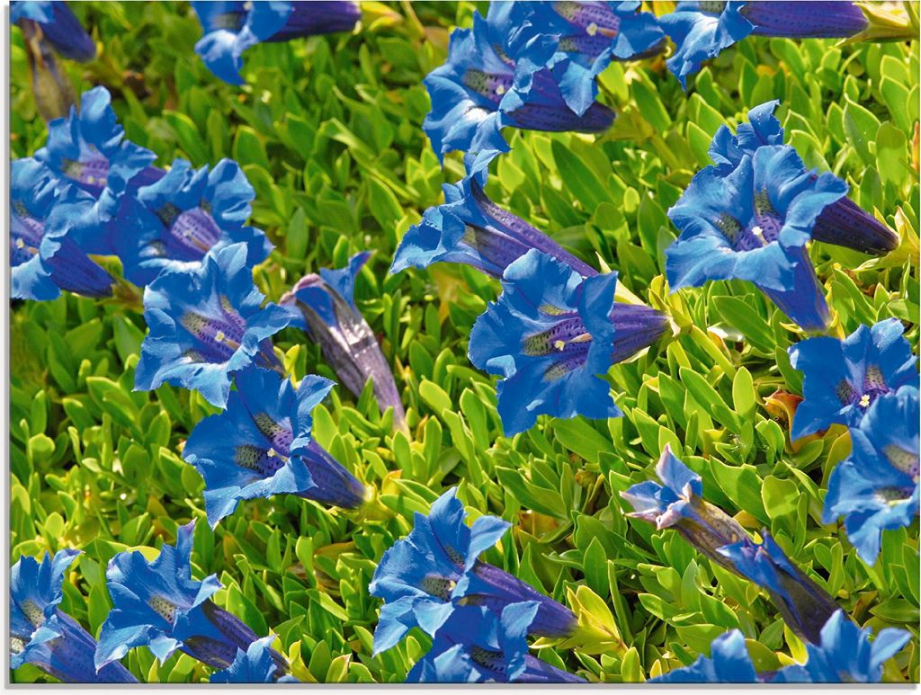 ARTland Glasbild Enzian Größe: 60x45 cm