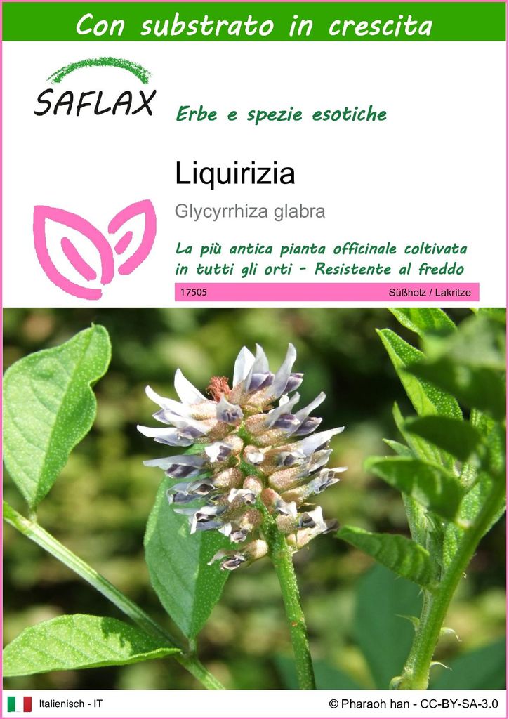 SAFLAX  - Liquirizia - 30 semi - Con substrato - Immagine del prodotto 
