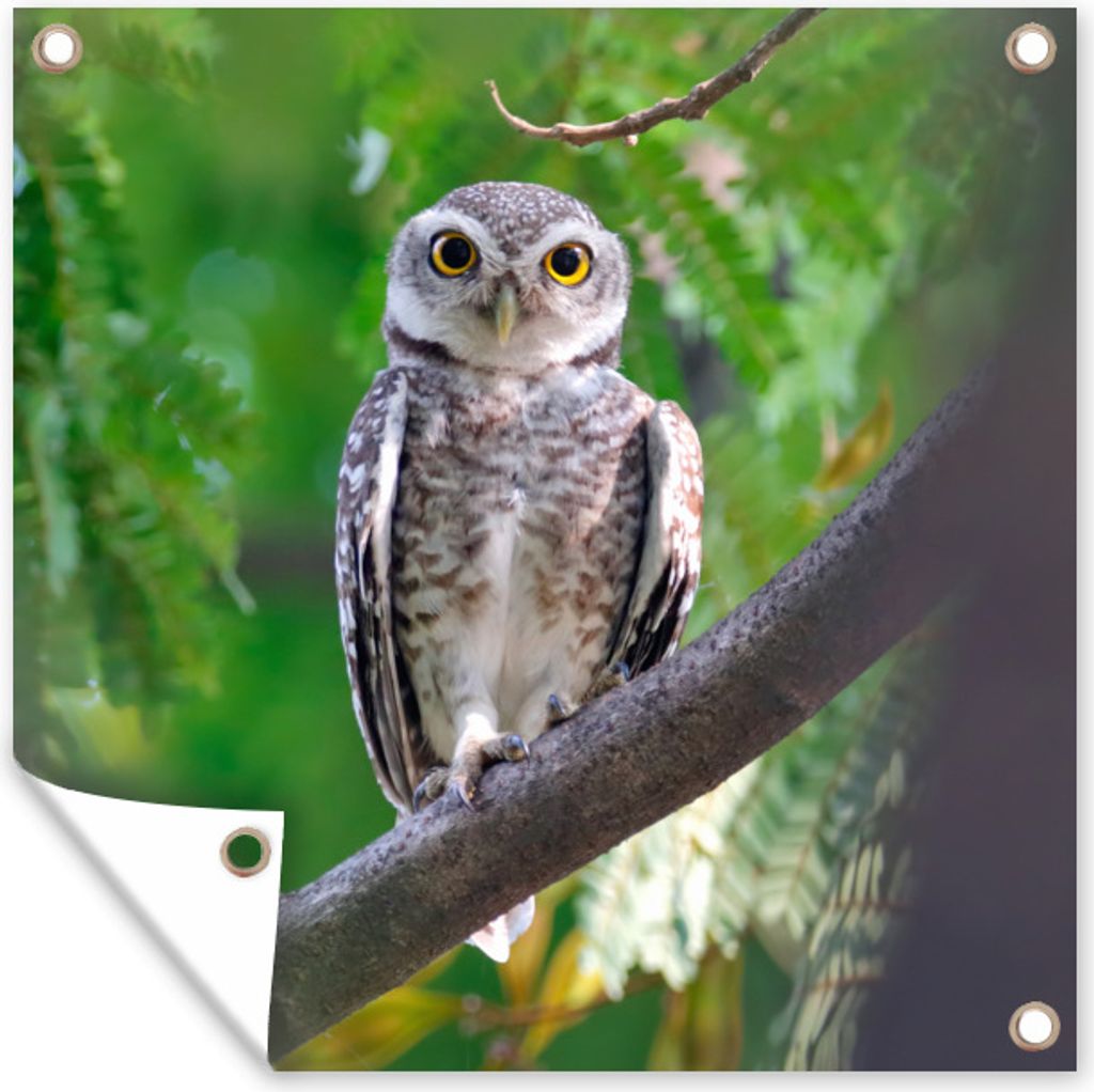 MuchoWow 100x100 cm Outdoor-Poster Gartendeko Sichtschutz Garten Poster für den Garten Eule auf Ast sitzend
