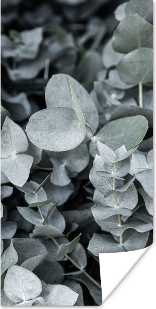 MuchoWow Poster Natur - Pflanzen - Eukalyptus - Blätter 75x150 cm - Dekoration für die Wände