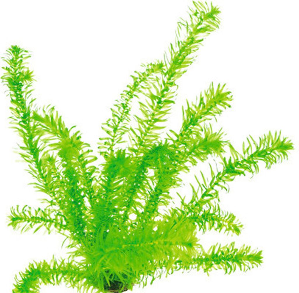 Wasserpest tropische Art - Egeria densa, tropische Art Produktbild 
