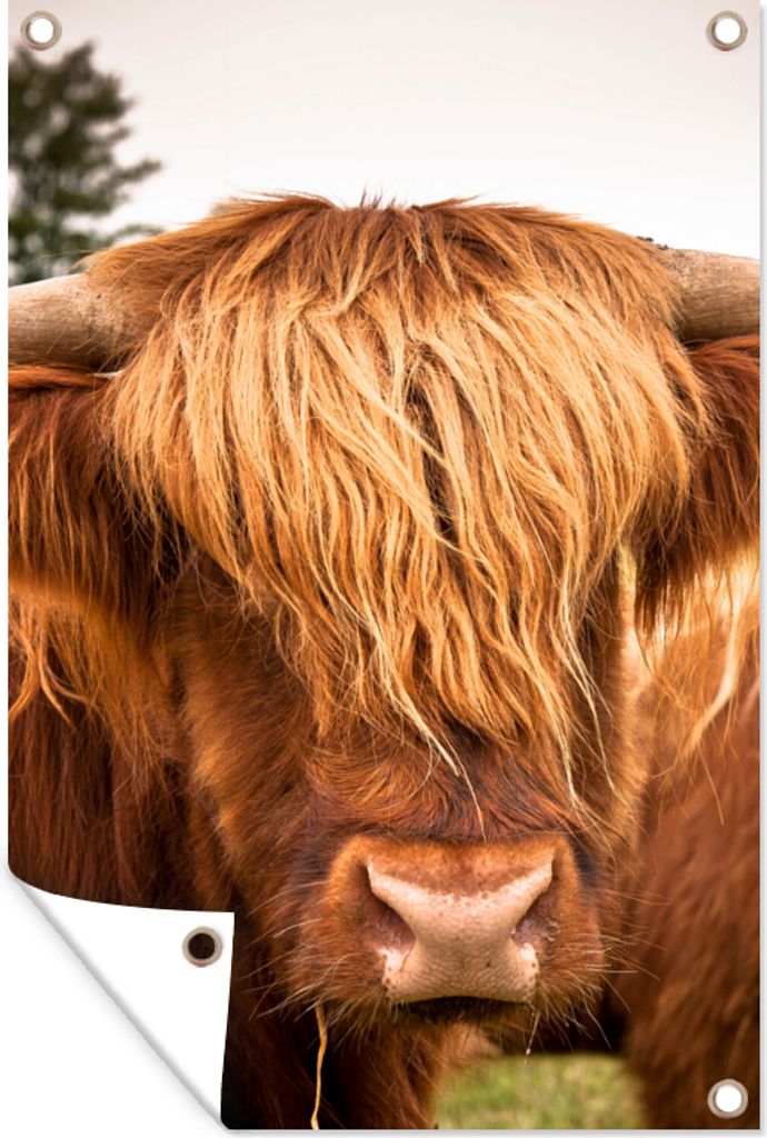 MuchoWow 80x120 cm Outdoor-Poster Gartendeko Sichtschutz Garten Poster für den Garten Schottische Highlander - Braun - Gras