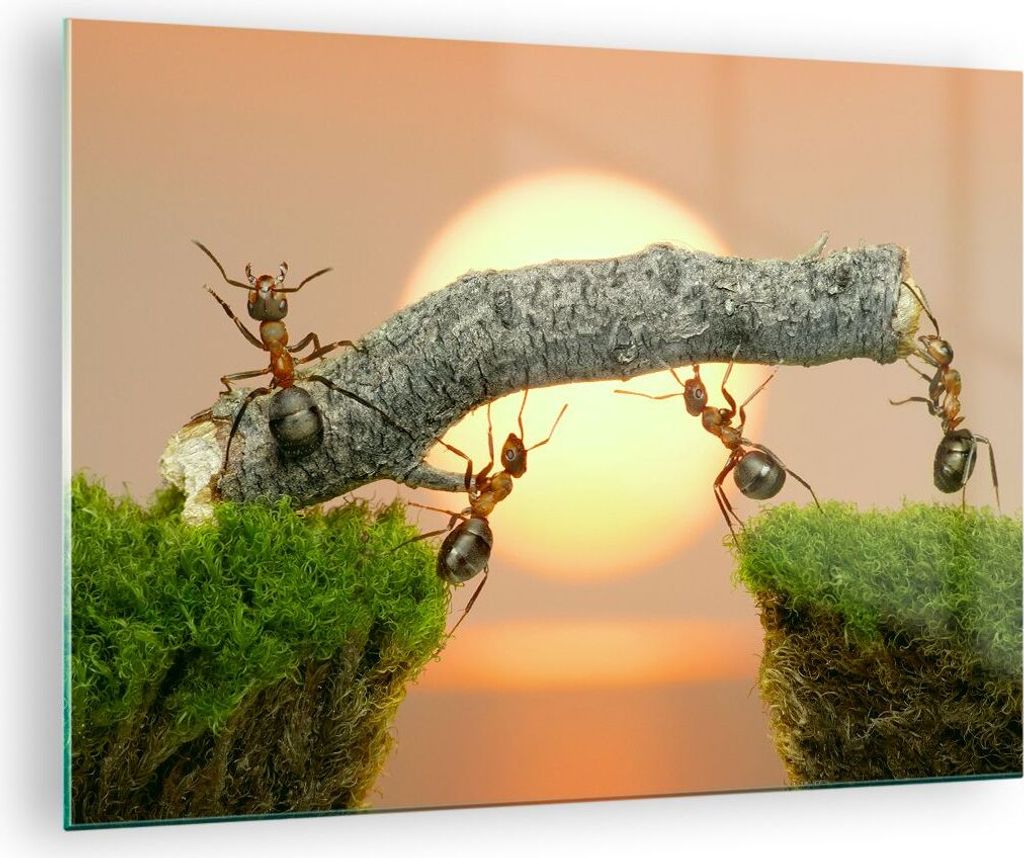 Bilder auf glas - Tiere Ameisen Brücke Natur - 70x50cm - Produktbild 