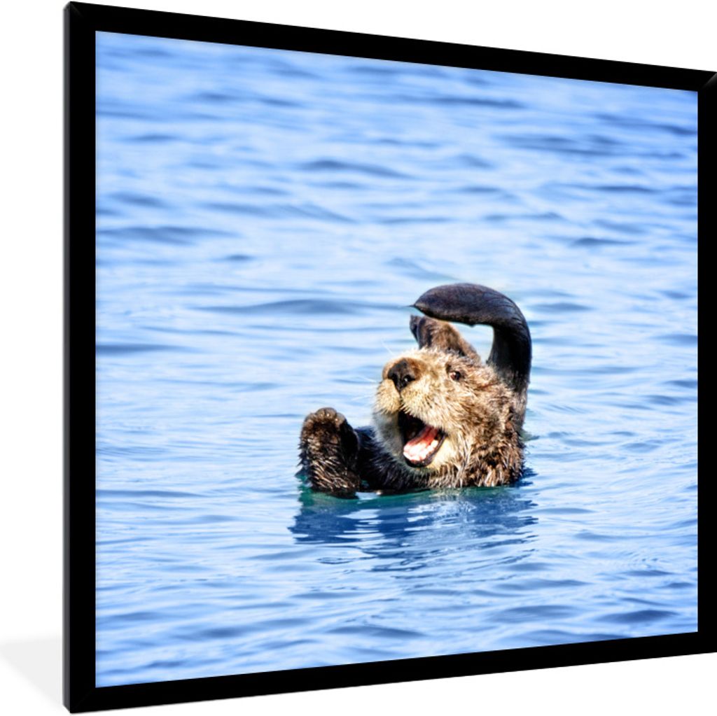MuchoWow Gerahmtes Poster Seeotter - Lustig - Wasser - Kinder - Jungen - Mädchen - Kind 40x40 cm - Poster mit Schwarzem Bilderrahmen Wandposter ...