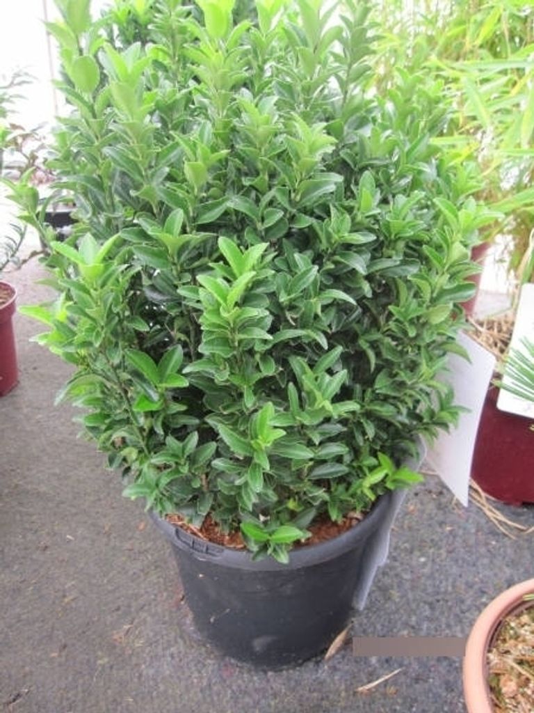 Euonymus japonicus Green Wonder - japanischer Spindelstrauch Green Wonder