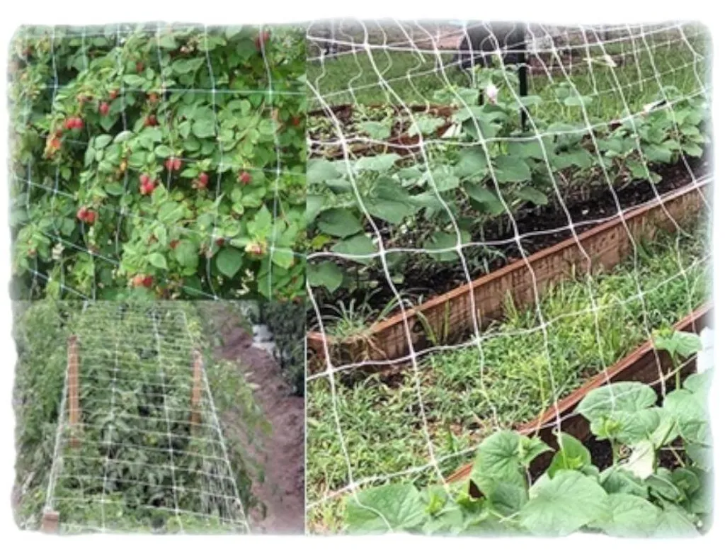 Protéger son potager avec le filet Sostengreen 30m pour fruits et plants