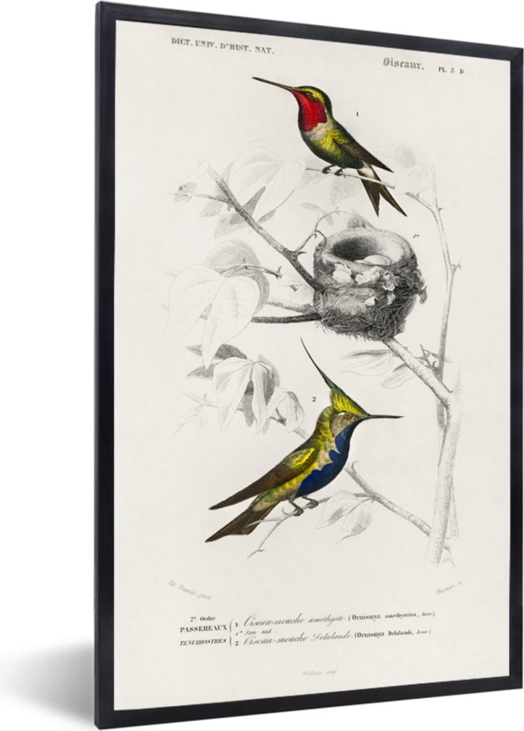 MuchoWow MuchoWow Gerahmtes Poster Vogel - Vintage - Zweig 60x90 cm - Poster mit zchwarzem Bilderrahmen - Kunst
