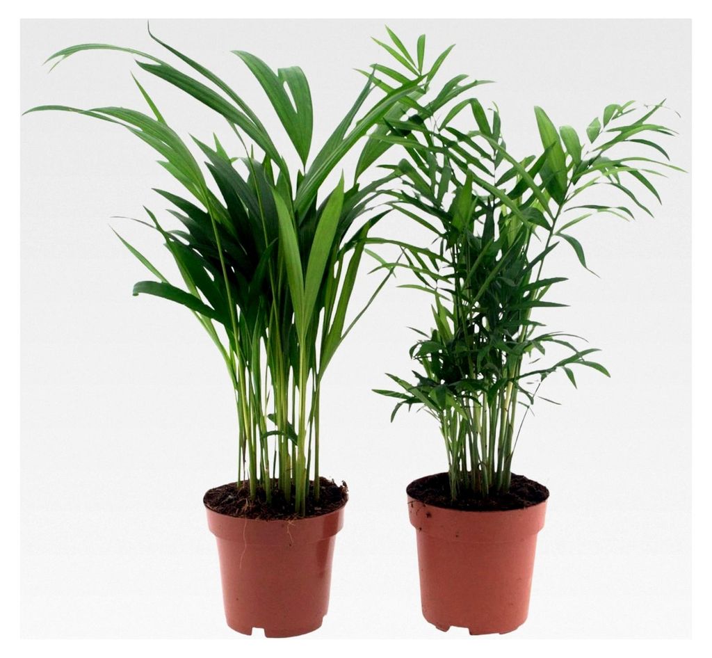 Palmen-Set für Zimmerpflanzen 2 Stück I Graslilie & Areca-Palme, Zierpflanze für die Wohnung, tierfreundliche Zimmerpflanze, luftreinigende Pfla...