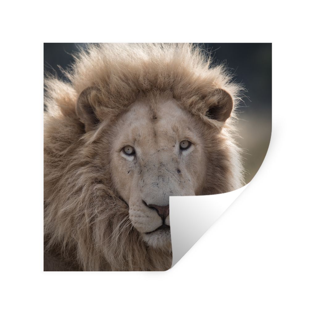 MuchoWow Wandtattoo Wandsticker Wandaufkleber Löwe - Tier - Weiß 100x100 cm Selbstklebend und Repositionierbar - Wierderverwendbar - Selbstklebend