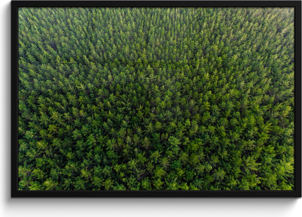 MuchoWow MuchoWow Gerahmtes Poster Wald - Neuseeland - Natur 90x60 cm - Poster mit zchwarzem Bilderrahmen - Fotorahmen - Foto-Plakat