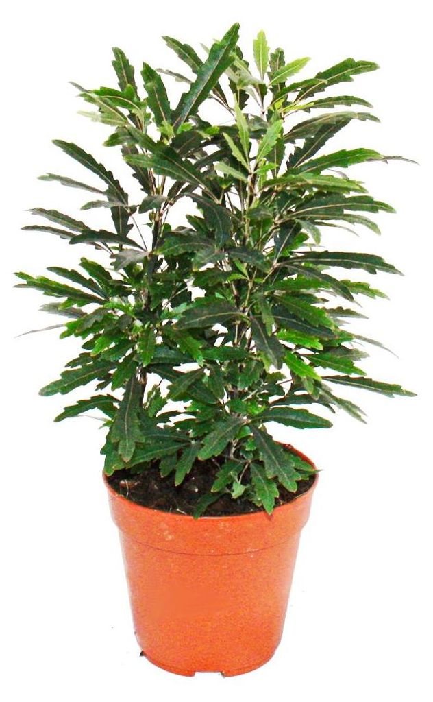 Exotenherz - Fingeraralie - grün - Dizygotheca Produktbild 