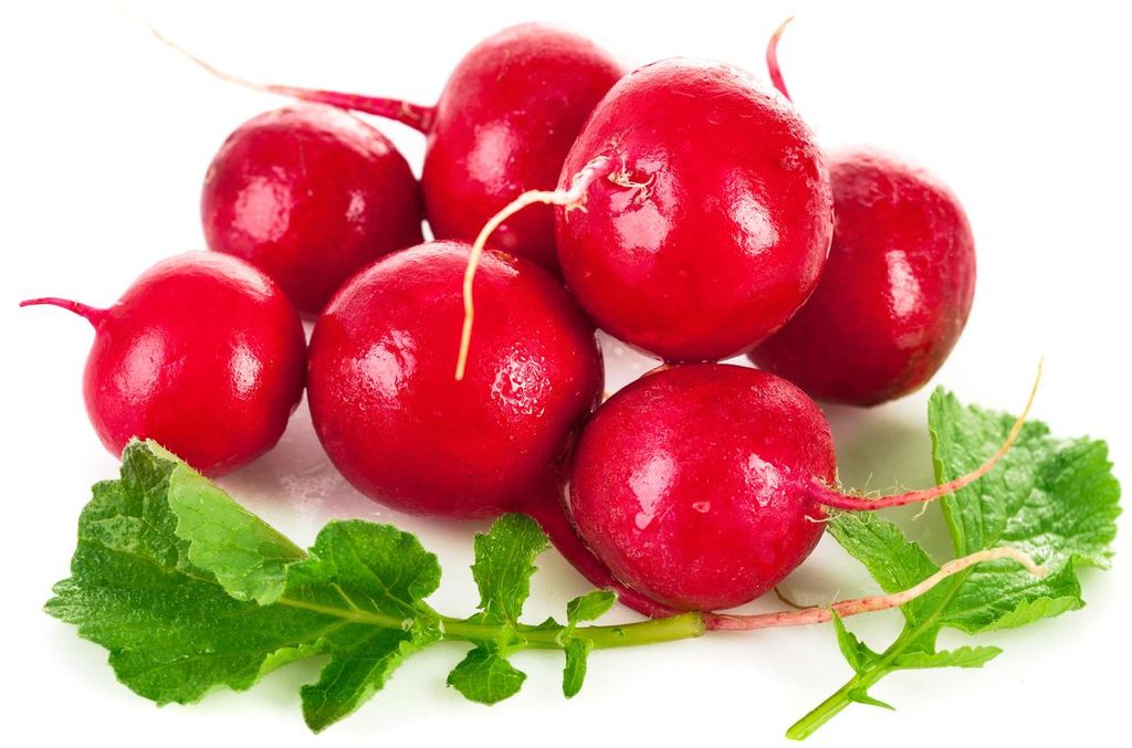 1000 Samen Radieschen „Riesen Butter“ – Großknollige, milde & knackige Rettichsorte für Garten & Hochbeet
