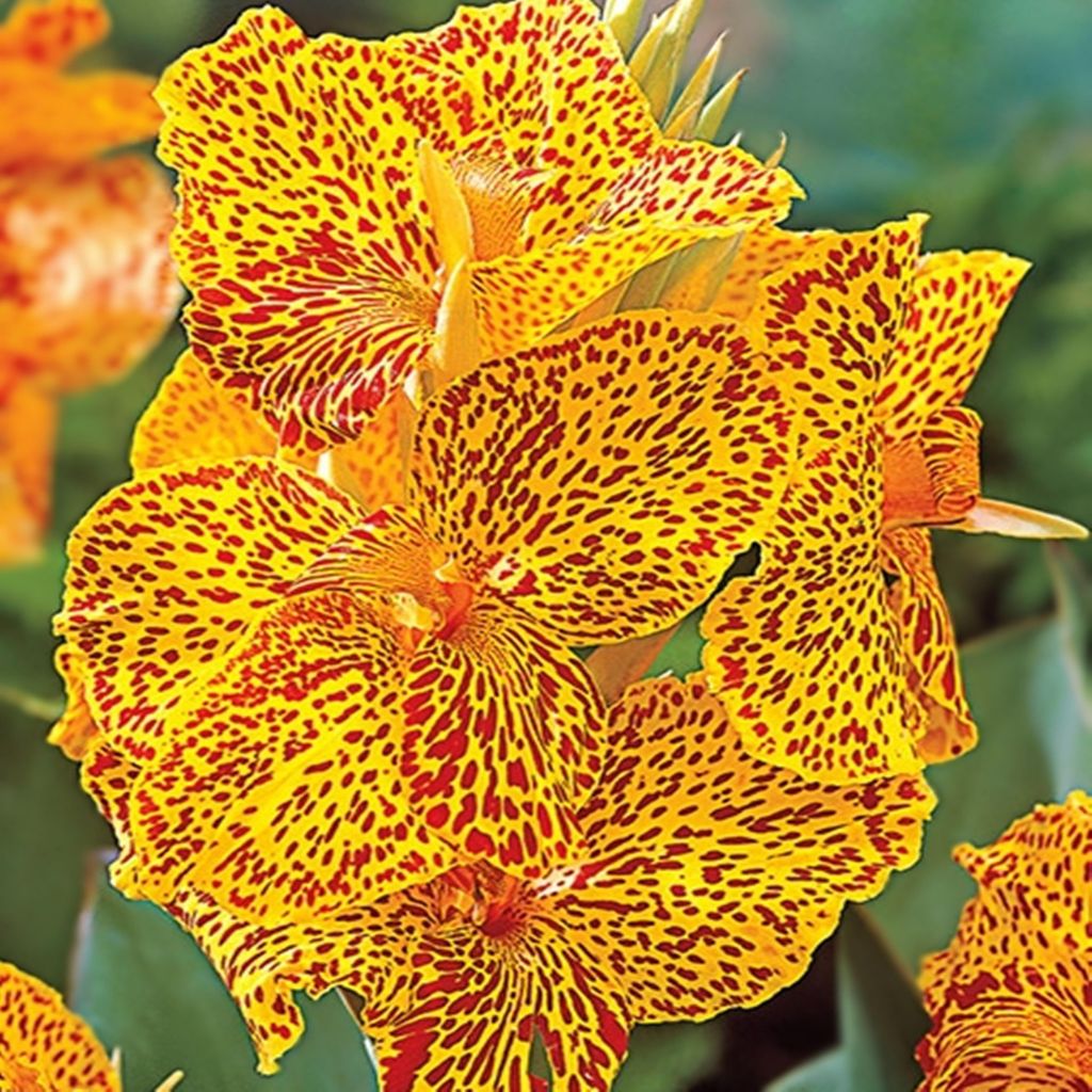 Canna Kanna Blüten Knolle Töpfe Garten Canna Blumenrohr Produktbild 