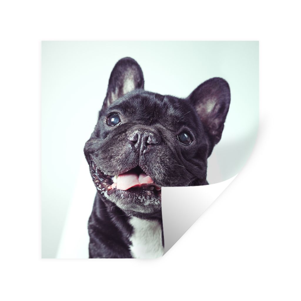 MuchoWow Wandtattoo Wandsticker Wandaufkleber Französische Bulldogge - Schwarz - Stuhl 80x80 cm Selbstklebend und Repositionierbar - Wierderverw...