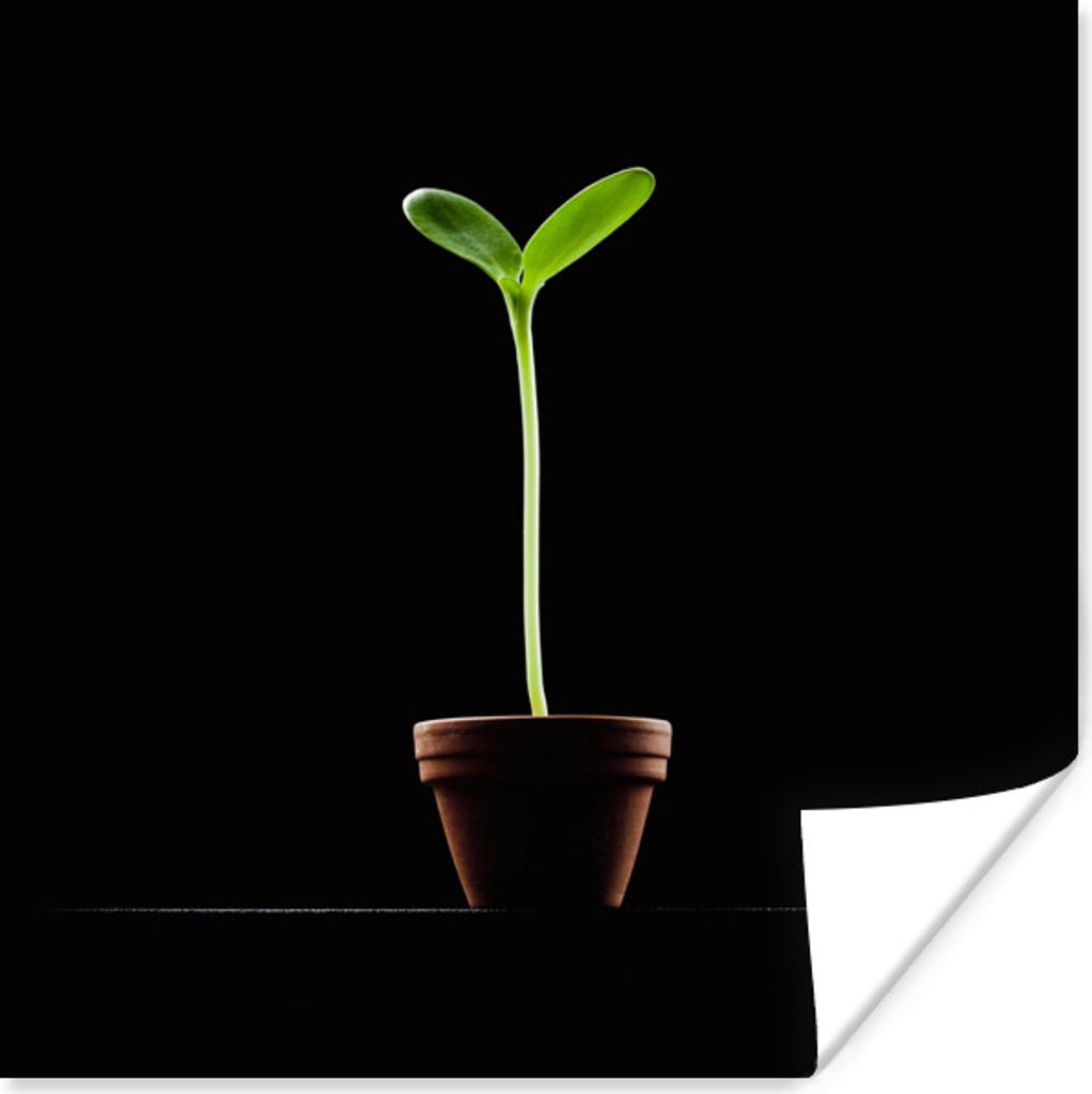 MuchoWow Poster Eine junge Sonnenblume in einem Blumentopf vor einem schwarzen Hintergrund 60x80 cm - Schlafzimmer Dekoration