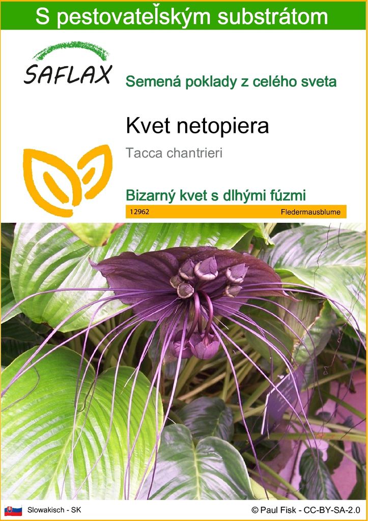 SAFLAX - kvet netopiera - Tacca chantrieri - 10 Semená - S Obrázok produktu 
