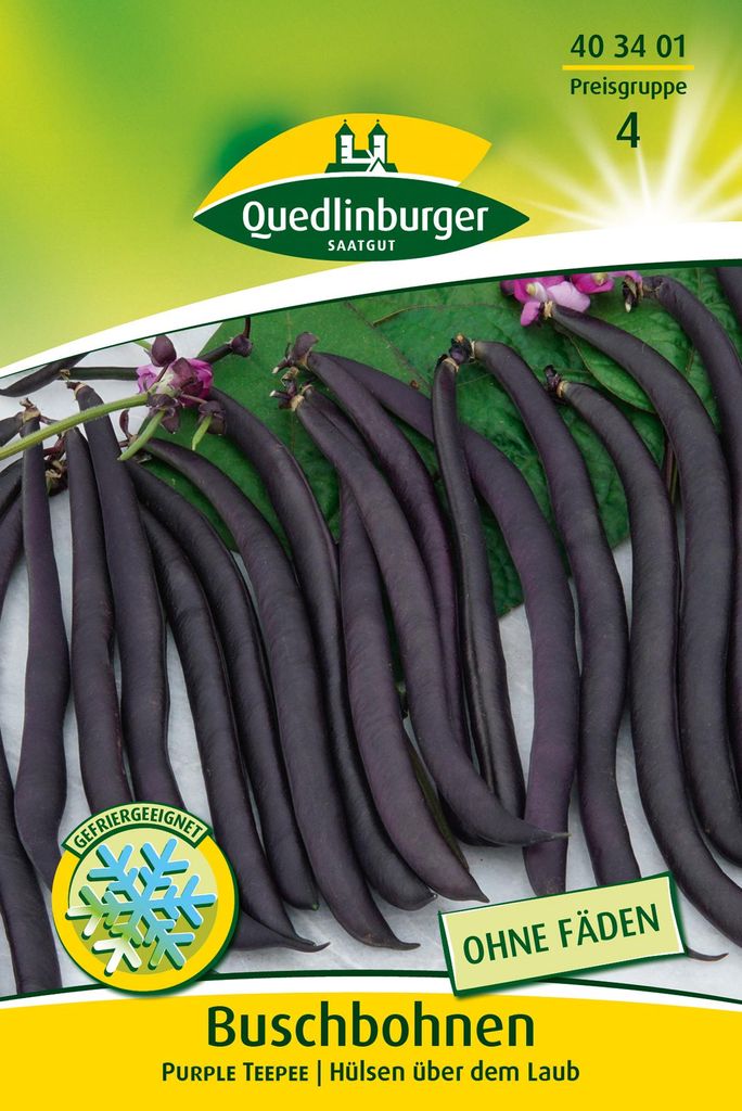 Artikelbild 2 von 'Buschbohne Purple Teepee' aus der Kategorie Buschbohnensamen