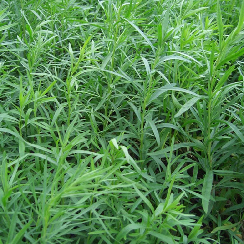 6 x Estragon  - Artemisia dracunculus 'Senior'  | Topf 9x9 Produktbild 