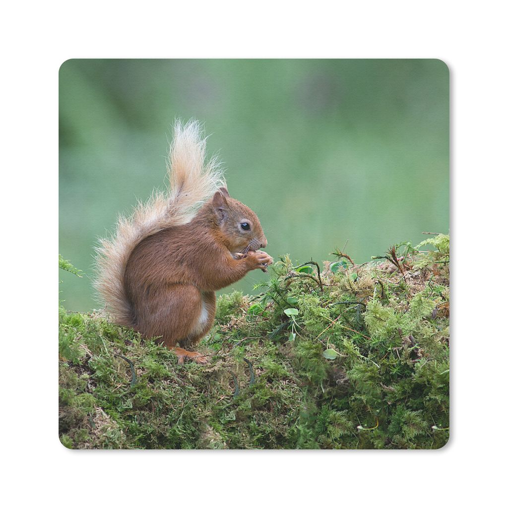 MuchoWow Mauspad Mousepad Eichhörnchen - Wald - Moos 20x20 cm - Mousepads - Maus Mat - Pad - Mausunterlage - Desk Mat - Bureauartikeln