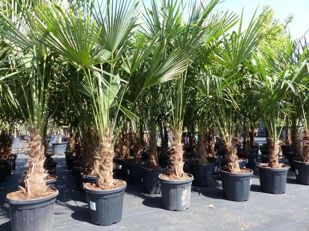 XXL Palme winterhart 180 - 190 cm Trachycarpus fortunei, Produktbild 