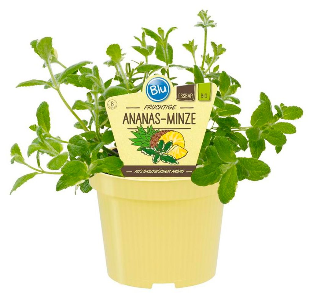 Ananas-Minze- Mentha suaveolens variegata - Kräuterpflanze Produktbild 