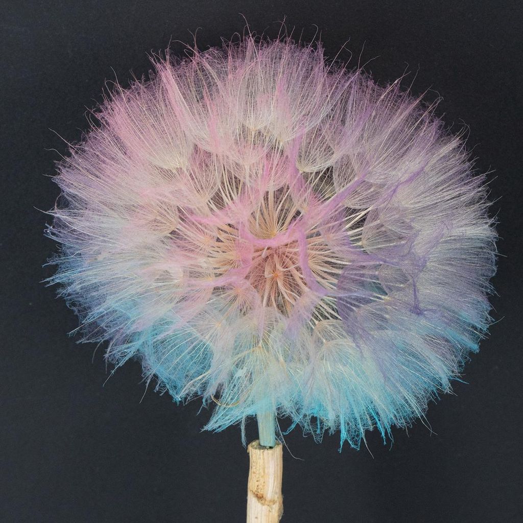 Trockenblumen Deko Pusteblume filigran stabilisiert langlebig hochwertig, 4 Stück