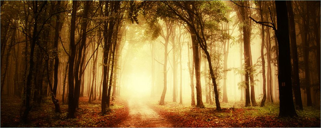 Wallario selbstklebendes Poster - Sonnenuntergang auf dem Waldweg, Größe: 50 x 125 cm