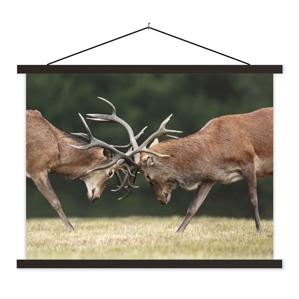 MuchoWow Textilposter Hirsche - Geweihe - Kämpfen 150x113 cm mit holzfarbenen Rahmen - Poster