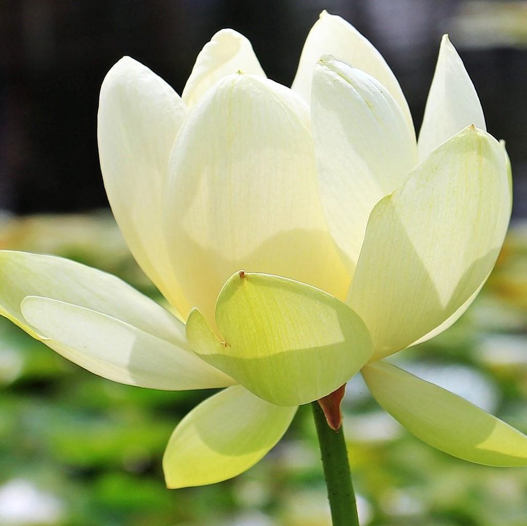 Weiße Indische Lotusblume (Nelumbo nucifera 'alba') - 5 Samen