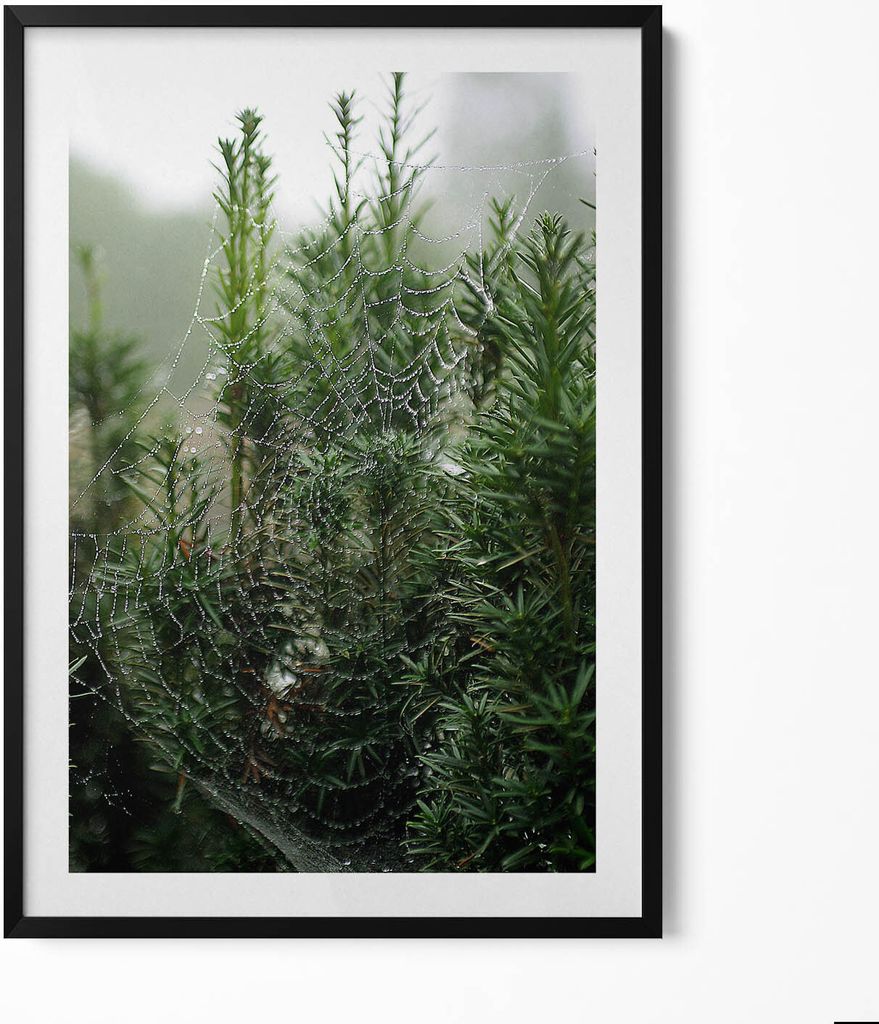 Spinnennetz mit Tau auf einem Baum– Wandbild mit Rahmen – Gerahmtes Bild – Wanddekoration – 70x100 cm – Schwarz Rahmen