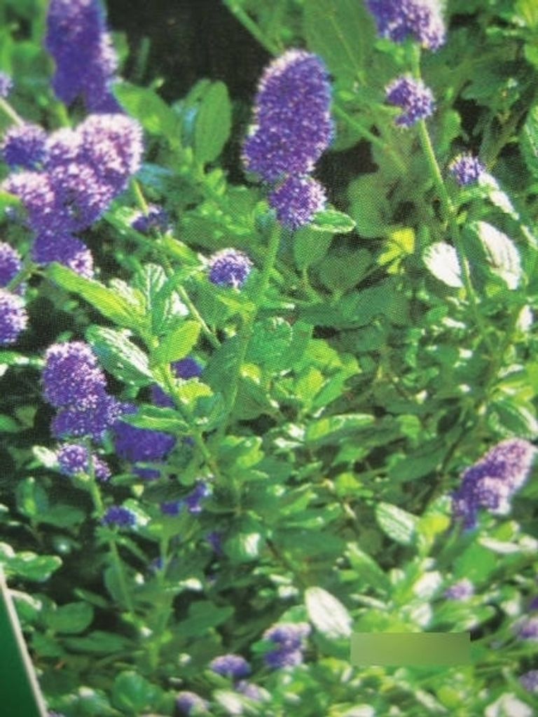 Ceanothus Cascade - Säckelblume Cascade 30-40 cm