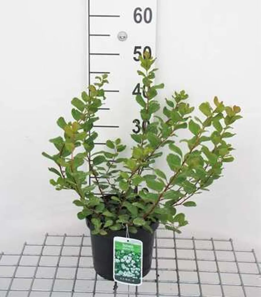Rosier de mariée Spiraea Tor - Parfait pour petite haie et bordure