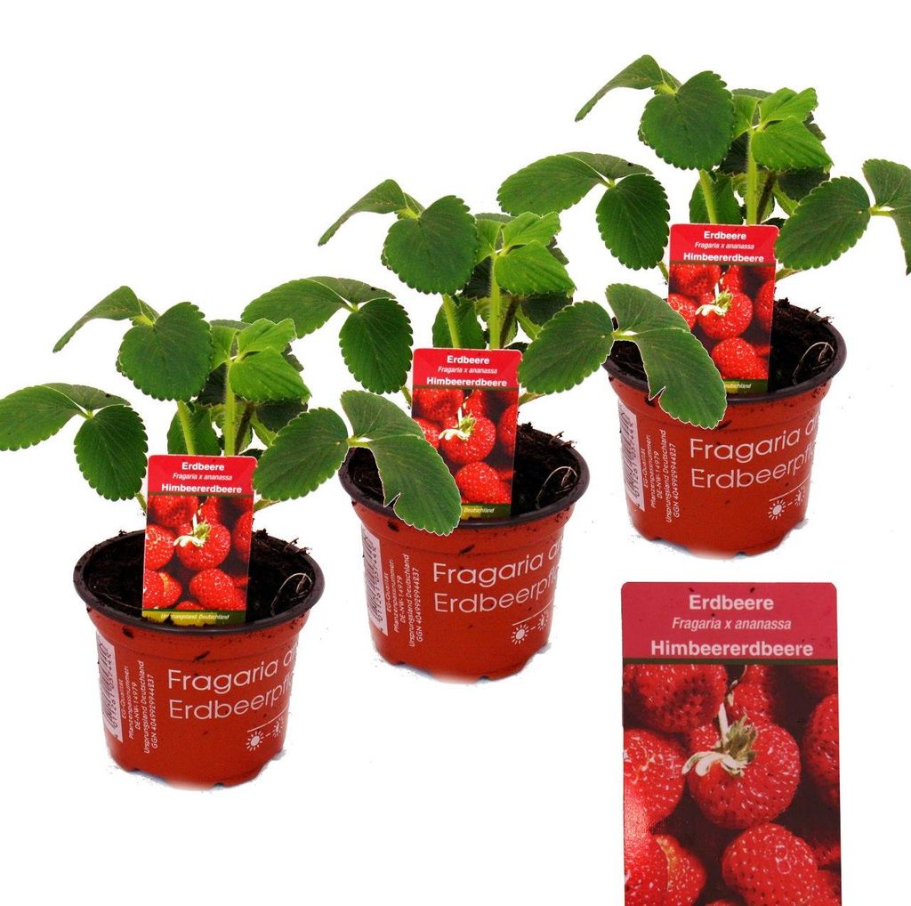 Himbeer-Erdbeere - Set mit 3 Pflanzen - Fragaria - Produktbild 