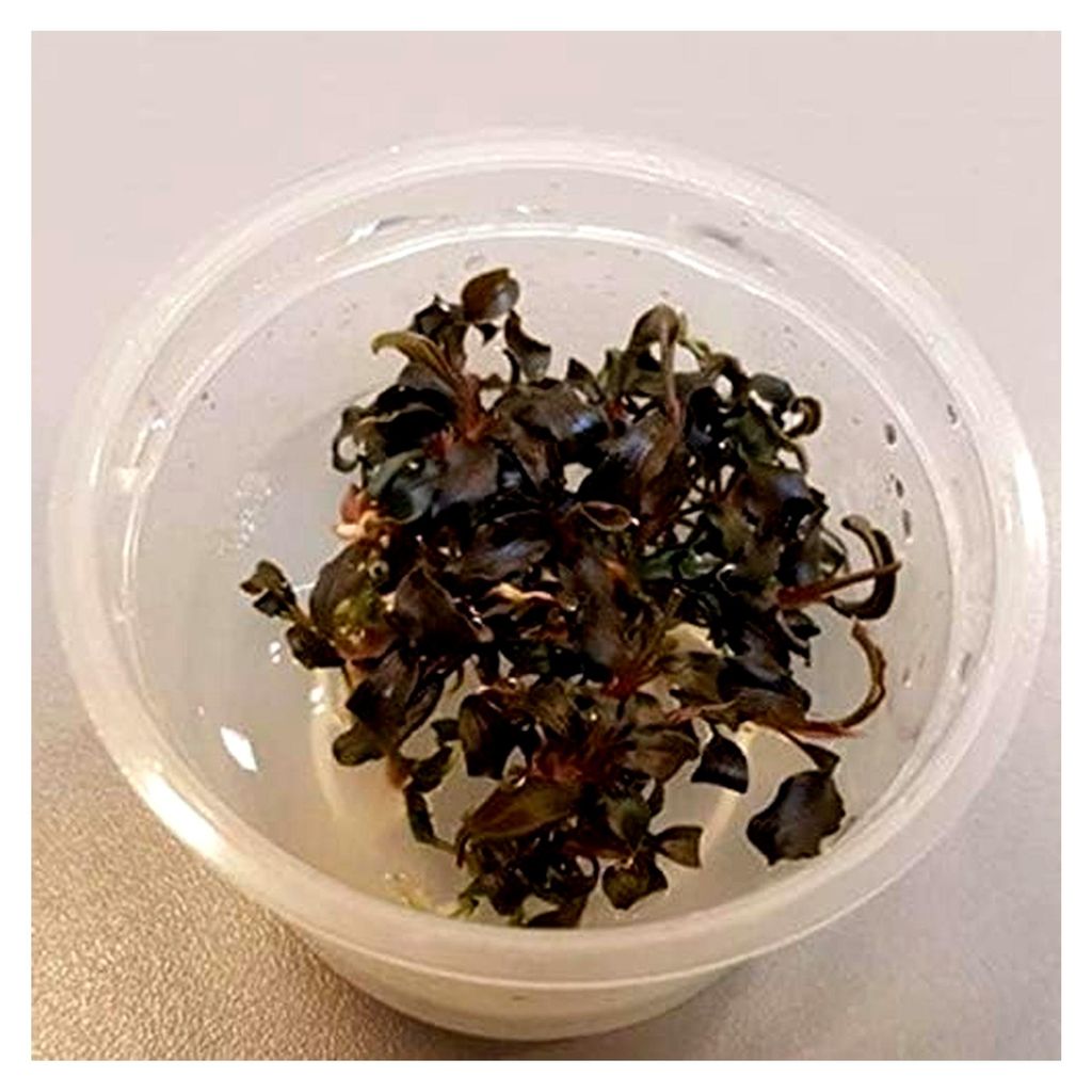 Bucephalandra Kedagang 1-2-Grow In Vitro Rarität