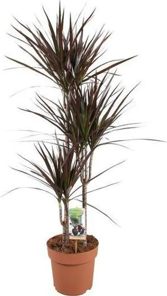 Plante increvable Dracaena Magenta 120 cm - Solution Déco sans Soin