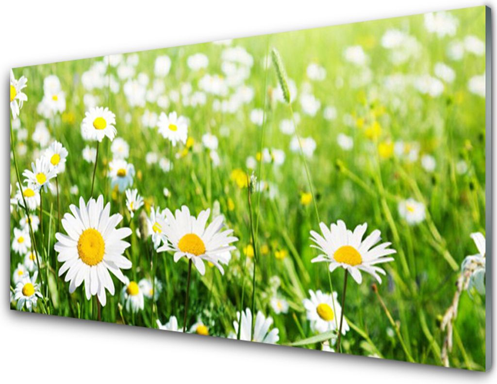 Küchenrückwand aus Glas 100x50cm Spritzschutz Gänseblümchen Pflanzen
