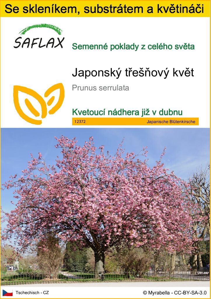 SAFLAX Kultivační sada - Japonský třešňový květ - Prunus Obrázek produktu 