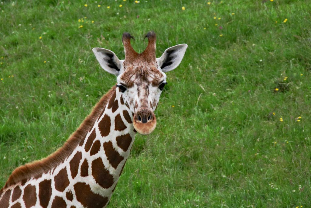 hansepuzzle 15708 - Giraffenbaby Puzzle, 2000 Teile, Natur, 90,0 x 60,0cm mit hochwertiger Aufbewahrung, Kartonbox und wiederverschließbarem Beutel