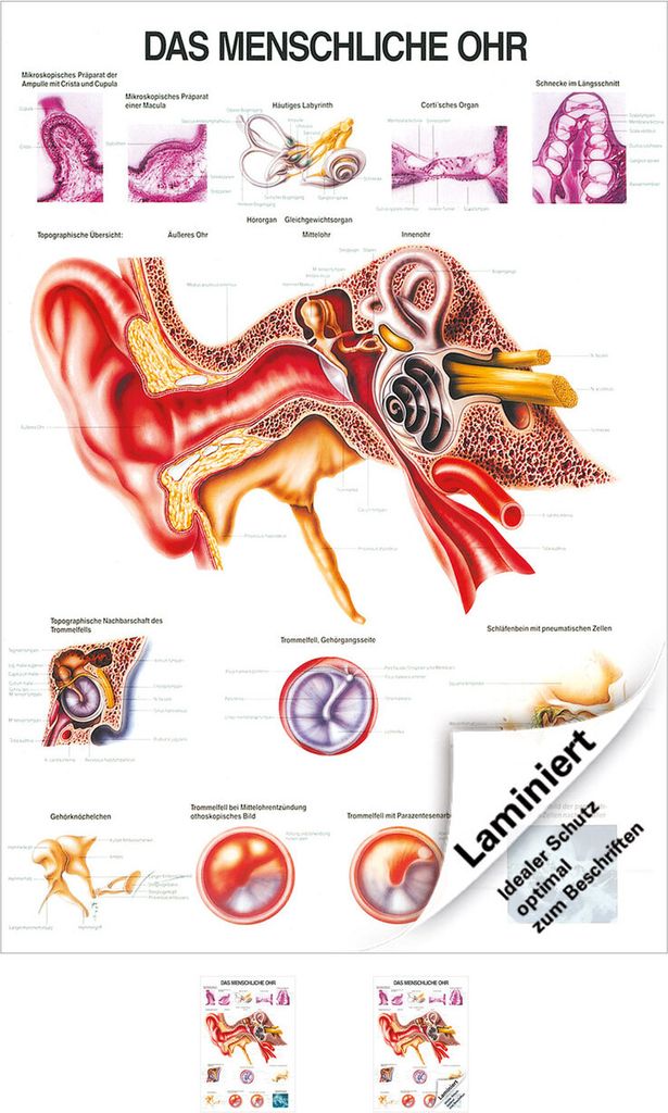 Das Ohr Lehrtafel Anatomie 100x70 cm medizinische Lehrmittel