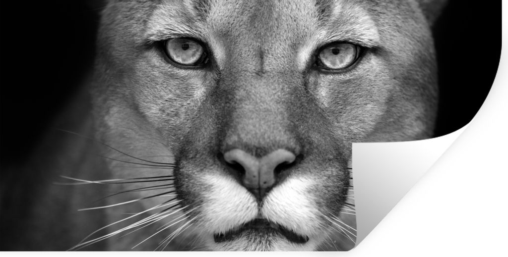 MuchoWow Wandtattoo Wandsticker Wandaufkleber Panther - Wildlife - Schwarz - Weiß 40x20 cm Selbstklebend und Repositionierbar - Aufkleber