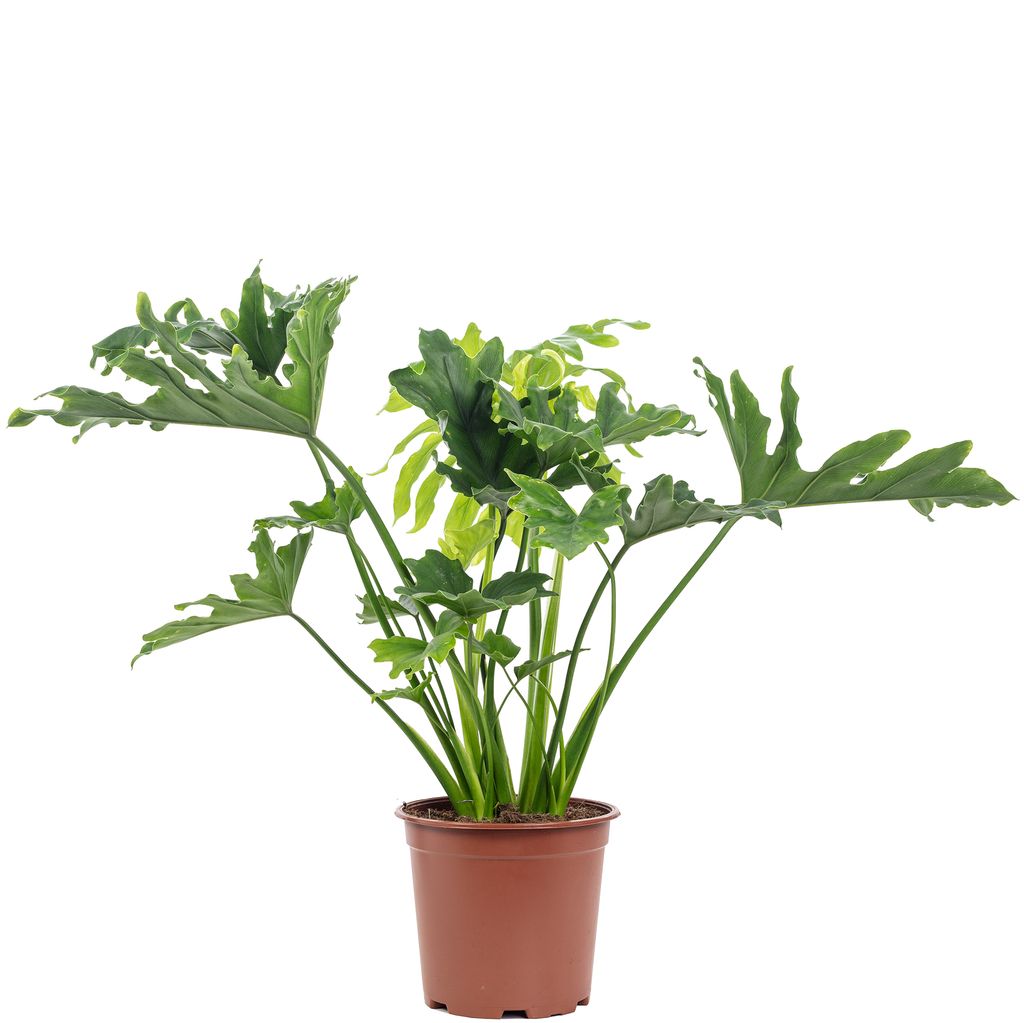 Baumfreund Philodendron Selloum Hope T19 H75 Kaufland.de