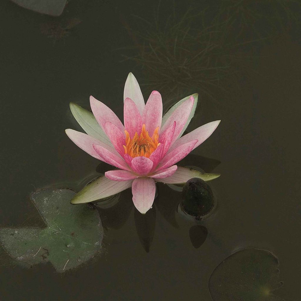 Seerose 'PYGMAEA RUBRA' Cont. 1 l Produktbild 