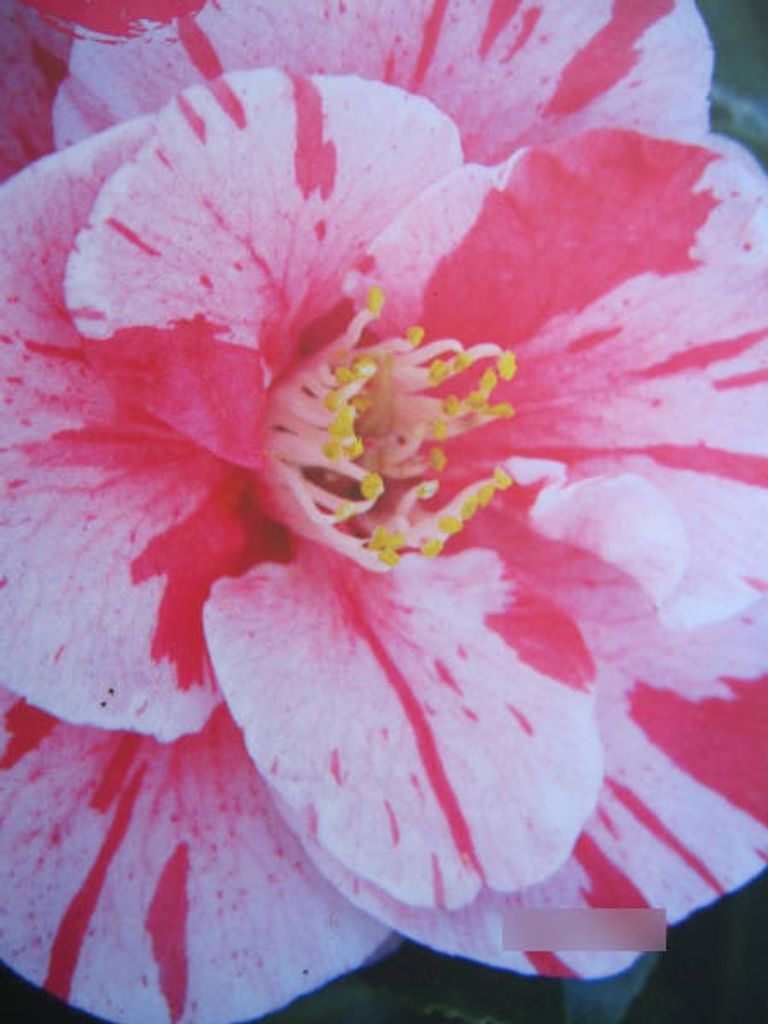 Camellia japonica Lady Vansittard - Japanische Kamelie Lady Produktbild 